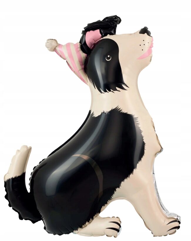 Balon foliowy stojący Pies Border Collie z czapeczką 76x92 cm Urodziny P37